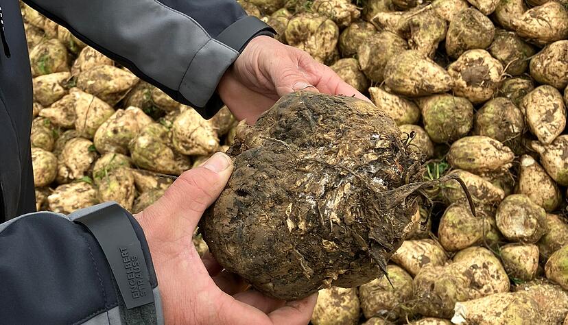 Solche schwarzen Zuckerrüben sind das Ergebnis von Schädlingsbefall. Dagegen fordern die Landwirte mehr Möglichkeiten. Solche schwarzen Zuckerrüben sind das Ergebnis von Schädlingsbefall. Dagegen fordern die Landwirte mehr Möglichkeiten.