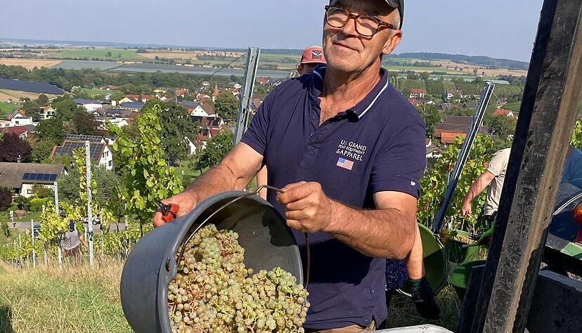Heute wird am Golberg bei Verrenberg Riesling gelesen. Die Qualität stimmt.  Foto: Yvonne Tscherwitschke
