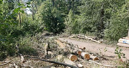 Im Kocherwald sieht es dieser Tage wild aus. Die F&auml;llung zahlreicher B&auml;ume war nach Angaben der Stadt jedoch notwendig, da sie krank waren.
Foto: Ralf Seidel
