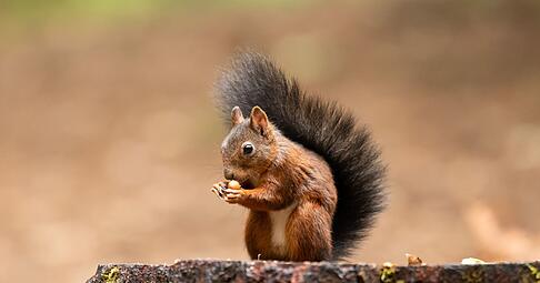 Wer Eichh&ouml;rnchen im Winter helfen m&ouml;chte, kann mit N&uuml;ssen, Samen und einer sicheren Futterstelle viel bewirken.
