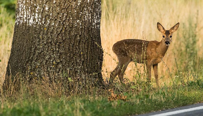 Reh voraus: Rund um Waldgebiete, Wiesen und Felder ist besondere Wachsamkeit und Bremsbereitschaft gefragt.