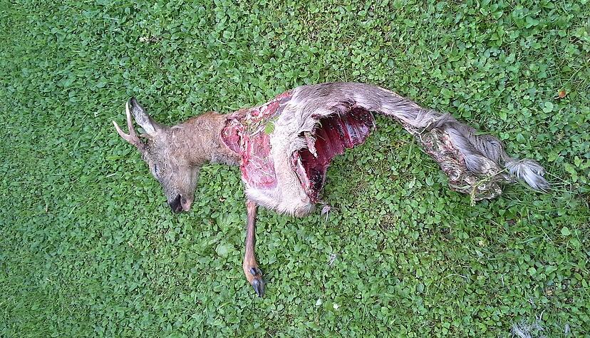 2014 haben Hunde diesen Rehbock bei Jagsthausen gerissen. Fotos: privat