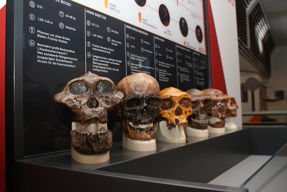 Hier werden verschiedene Abgüsse von Schädeln des frühen Menschen dargestellt und verglichen. Welcher passt zu welchem Exemplar?