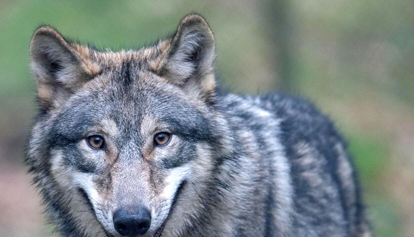 Beim Wolf kann ein Abschuss nach Ansicht der Forscher sogar zur Zunahme von Rissen an Weidetieren f&uuml;hren.(Archiv)