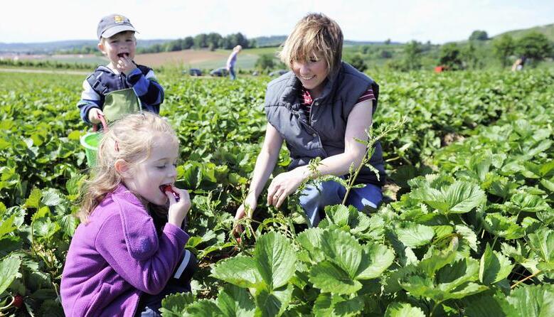 Nike (5), Mats (3) und Mutter D&ouml;rthe Eder aus Neckarsulm pfl&uuml;cken die Erdbeeren f&uuml;r Kuchen und Eis. Nat&uuml;rlich wird auf dem Feld gleich probiert.
Foto: Dennis Mugler