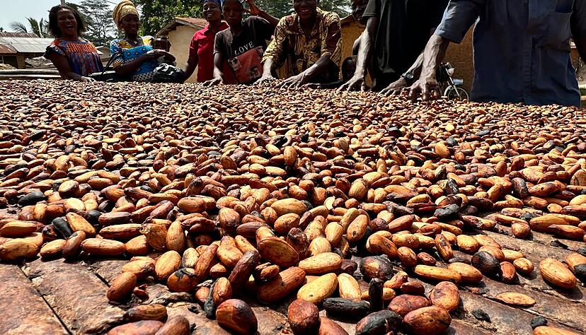 Der Kakaoanbau ist Experten zufolge besonders anf&auml;llig f&uuml;r extreme Wetterschwankungen. (Archivbild)