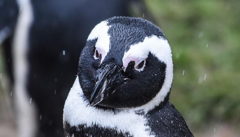 Ein Brillenpinguin (Spheniscus demersus) Ein Brillenpinguin (Spheniscus demersus)