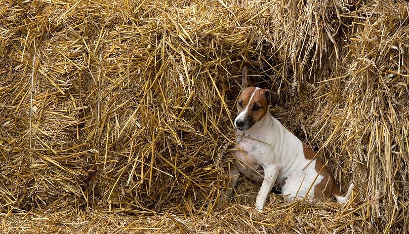 Die Polizei sucht nach dem Hundeentf&uuml;hrer. (Symbolbild)
