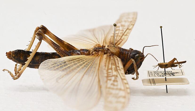 Beeindruckender Gr&ouml;&szlig;enunterschied: W&auml;hrend die Dornschrecke (rechts) hierzulande h&auml;ufig vorkommt, werden Wanderheuschrecken (links) eher in Terrarien gehalten.