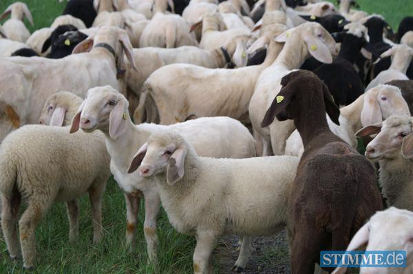 Schaftrieb in Ilsfeld