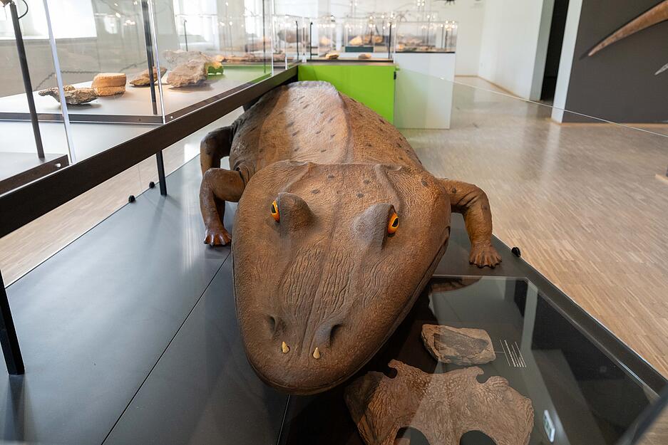 In den lichtdurchfluteten R&auml;umen im ersten Stock ist nun die Naturgeschichte untergebracht und begibt sich die Arch&auml;ologie auf Spurensuche.