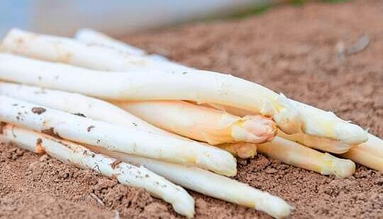 Spargelernte beim Spargelhof Schechter.