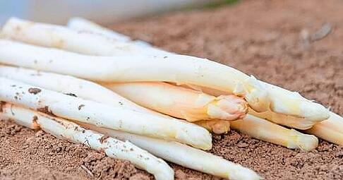Spargelernte beim Spargelhof Schechter.