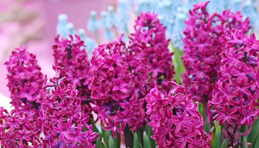 Bl&uuml;tenpracht: Hyazinthen sorgen mit Duft und kr&auml;ftigen Farben f&uuml;r Fr&uuml;hlingsstimmung.