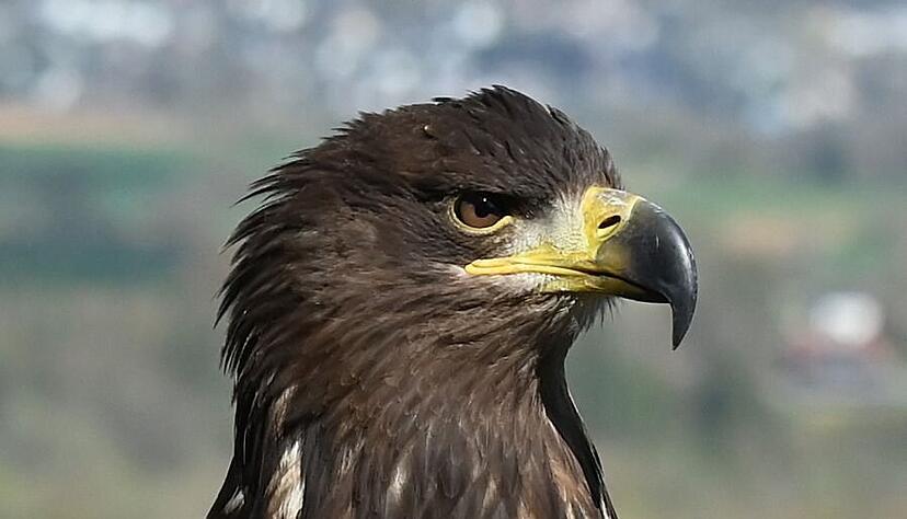 Das Foto zeigt Seeadler Romeo aus der Greifenwarte der Burg Guttenberg. Das Tier wird seit Ostermontag vermisst. Das Foto zeigt Seeadler Romeo aus der Greifenwarte der Burg Guttenberg. Das Tier wird seit Ostermontag vermisst.
