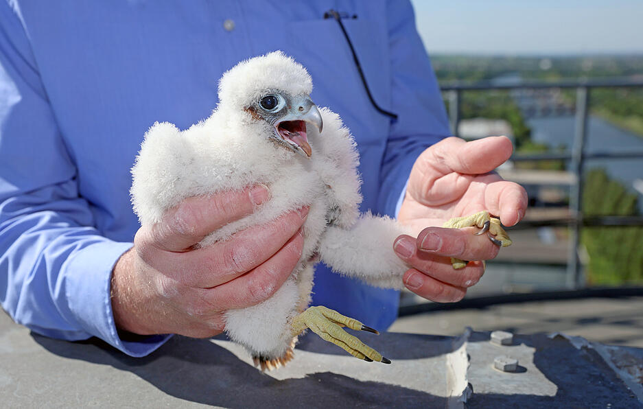Die jungen Wanderfalken auf den Getreidesilos der Firma Beweka in der Hafenstra&szlig;e in Heilbronn werden beringt.