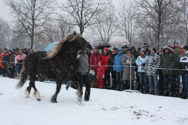 Pferdemarkt Öhringen | 16.02. Pferdemarkt Öhringen | 16.02.