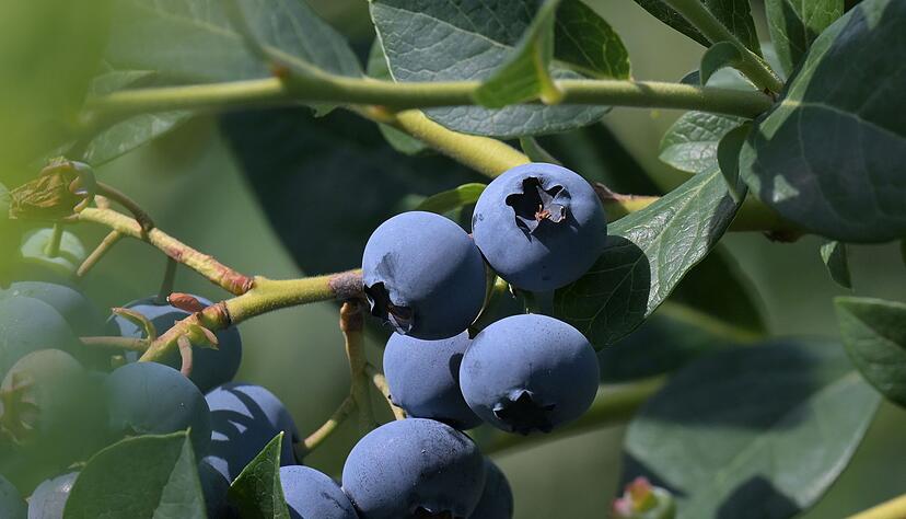 So w&auml;chst die Heidelbeere, bevor sie irgendwann in einem Smoothie landet - an einem Busch. (Archivfoto)