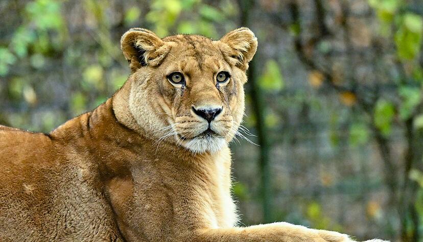 Gibt es für die fünf verbleibenden Löwen noch Hoffnung? (Archivbild) Gibt es für die fünf verbleibenden Löwen noch Hoffnung? (Archivbild)