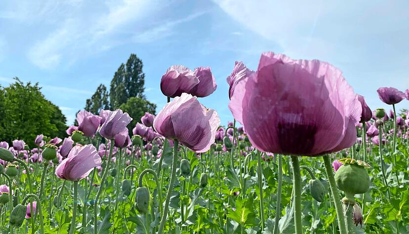 Ein traumhafter Anblick: Auf dem Feld beim Platzhof zwischen Öhringen und Friedrichsruhe wiegen sich die Mohnblüten im Wind. Das große Feld zieht die Fotografen magisch an.