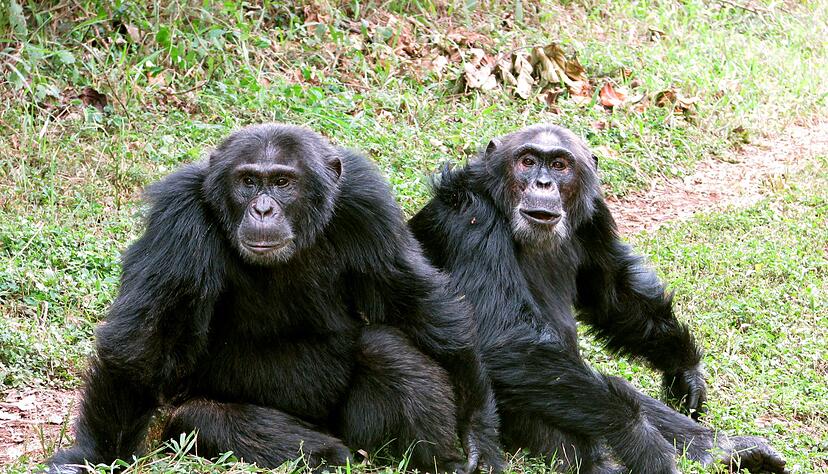 Die Auseinandersetzungen reichten Forschern zufolge bis zu tödlicher Gewalt. Die Auseinandersetzungen reichten Forschern zufolge bis zu tödlicher Gewalt.