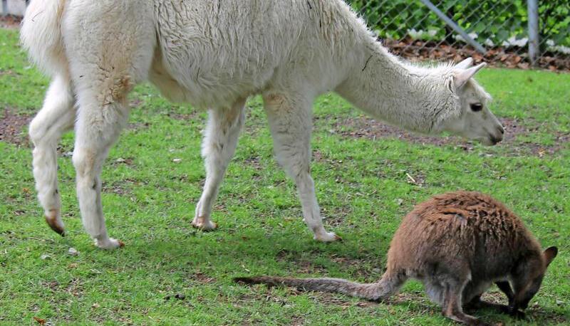Tierische Mitbewohner: Bis sich Alpakas und Bennett-Kängurus aneinander gewöhnt haben, kann eine Weile vergehen. Foto: Ranjo Doering