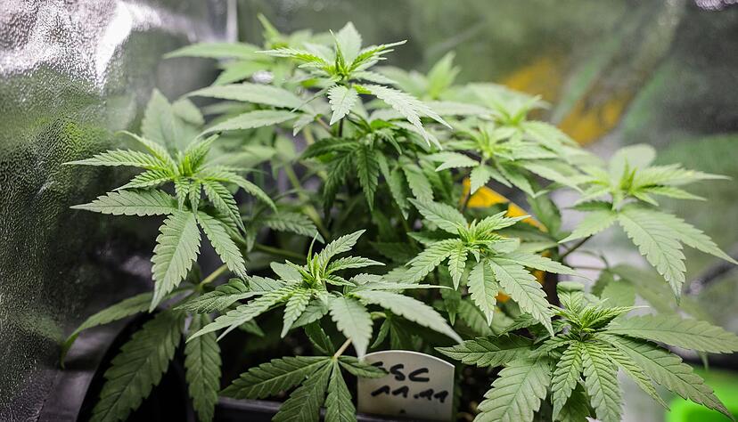 Die Legalisierung von Cannabis gilt ab April 2024. Die Legalisierung von Cannabis gilt ab April 2024.