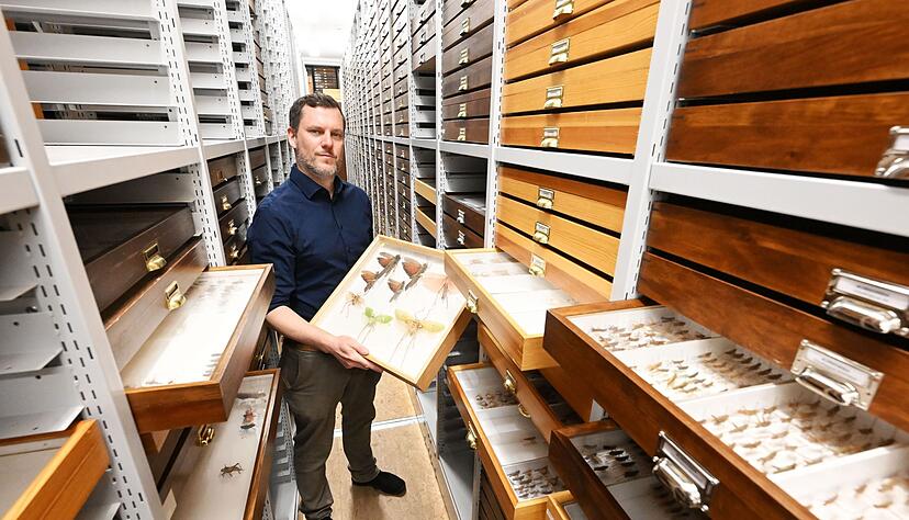 Martin Husemann ist Heuschreckenexperte und leitet das Karlsruher Naturkundemuseum.
