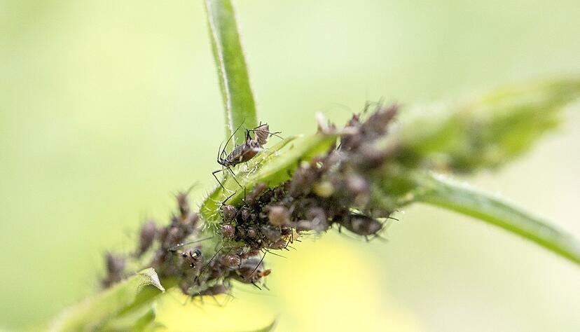 Gefräßige Krabbler: Blattläuse können Pflanzen schaden. Gefräßige Krabbler: Blattläuse können Pflanzen schaden.