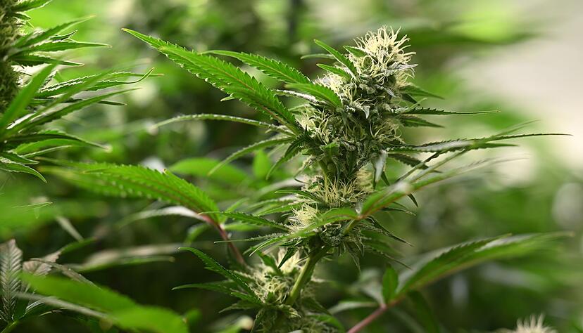 Bei einem Bewohner in Steinen wurden Cannabispflanzen gefunden. (Symbolbild) Bei einem Bewohner in Steinen wurden Cannabispflanzen gefunden. (Symbolbild)