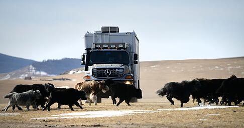 Passanten passieren selten: Falls sie dem Zetros dann doch begegnen, kommen sie meist auf allen Vieren daher. Passanten passieren selten: Falls sie dem Zetros dann doch begegnen, kommen sie meist auf allen Vieren daher.