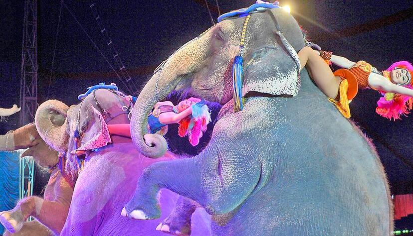 Gut festhalten: Die Elefantennummer von Zirkus Krone ist im Sommer-Programm einer von sechs Auftritten mit Tieren.Foto: Mario Berger