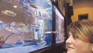 Viele verschiedene Cichliden-Arten gab es bei der Börse zu sehen.Foto: Kuhnle Viele verschiedene Cichliden-Arten gab es bei der Börse zu sehen.Foto: Kuhnle