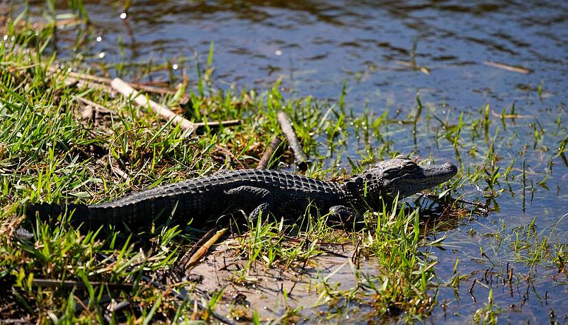 Ein Baby-Alligator wie dieser wurde offenbar in Vechta gesichtet. (Archivbild) Ein Baby-Alligator wie dieser wurde offenbar in Vechta gesichtet. (Archivbild)