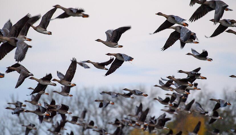 Mit dem Vogelzug erhöht sich alljährlich im Herbst die Gefahr, dass auch das Vogelgrippe-Virus eingeschleppt wird. (Symbolbild) Mit dem Vogelzug erhöht sich alljährlich im Herbst die Gefahr, dass auch das Vogelgrippe-Virus eingeschleppt wird. (Symbolbild)