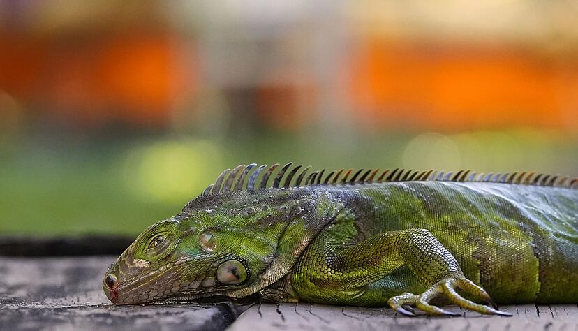 In S&uuml;dflorida gelten die Tiere als Plage. (Archivfoto)