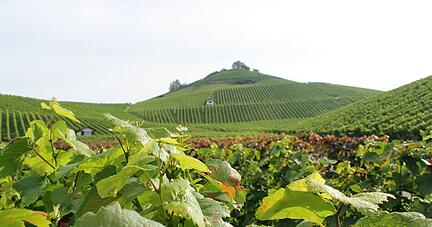 Blick hinauf zum Aussichtspunkt über Neckarsulm: Weinbau prägt den Scheuerberg. Foto: Simon Gajer
