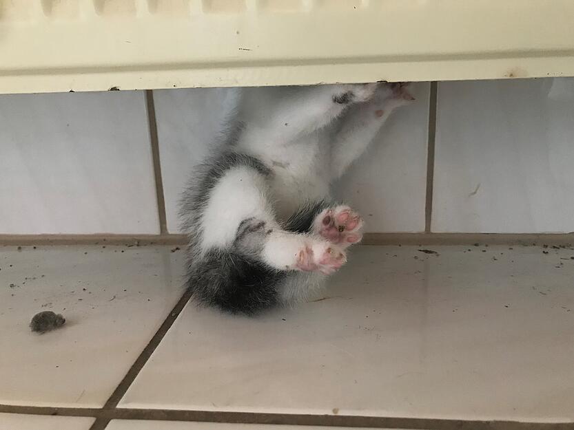 Eine junge Katze war zwischen Heizk&ouml;rper und Wand eingeklemmt. Die Feuerwehr befreite das Tier.