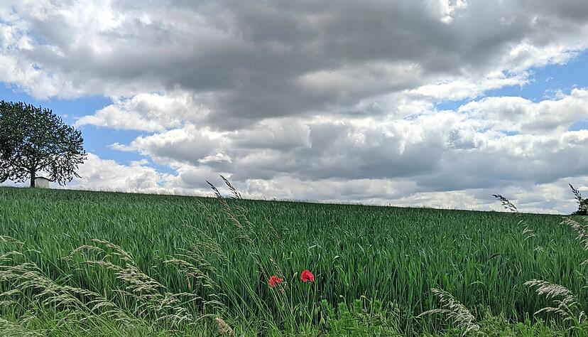 Auf dem Weißbacher Pilgerweg kommt kurz vor Crispenhofen Wind auf. Einen Farbtupfer bietet der rote Mohn auf dem Feld.
Fotos: Annika Heffter Auf dem Weißbacher Pilgerweg kommt kurz vor Crispenhofen Wind auf. Einen Farbtupfer bietet der rote Mohn auf dem Feld.
Fotos: Annika Heffter
