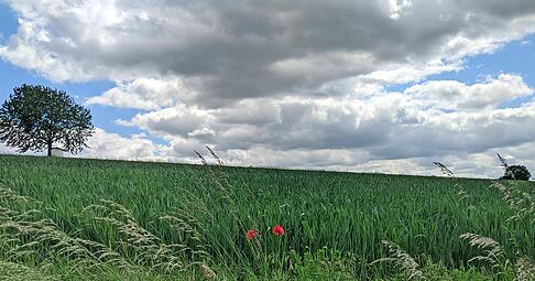 Auf dem Weißbacher Pilgerweg kommt kurz vor Crispenhofen Wind auf. Einen Farbtupfer bietet der rote Mohn auf dem Feld.
Fotos: Annika Heffter