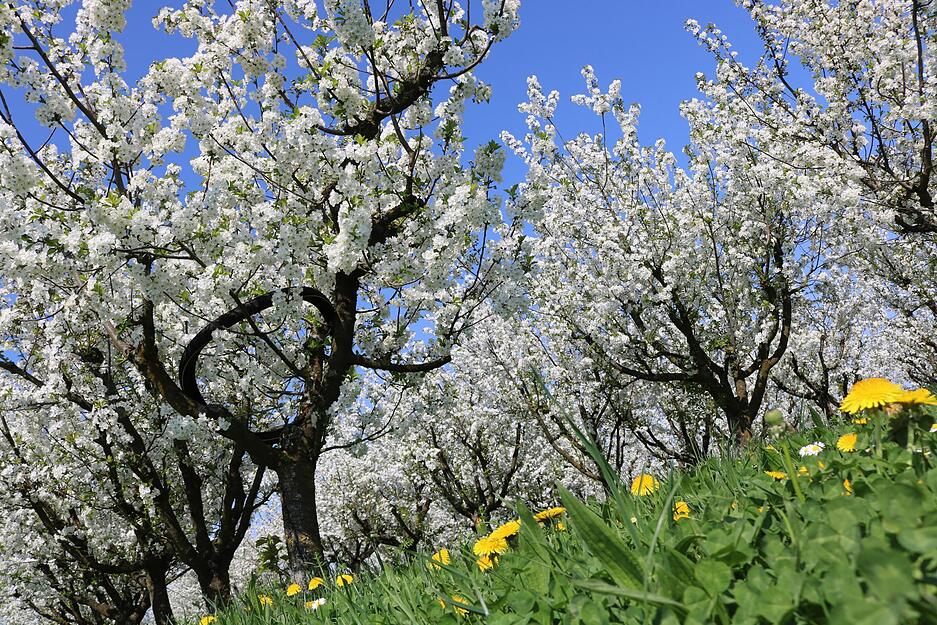 Was f&uuml;r ein Duft. Die 350 Sauerkirschb&auml;ume oberhalb von Waldbach locken die Bienen an. Ein Imker hat seine V&ouml;lker in den Baumreihen platziert. Ein Hummelhotel h&auml;ngt zwischen den Zweigen.
Fotos: Tscherwitschke