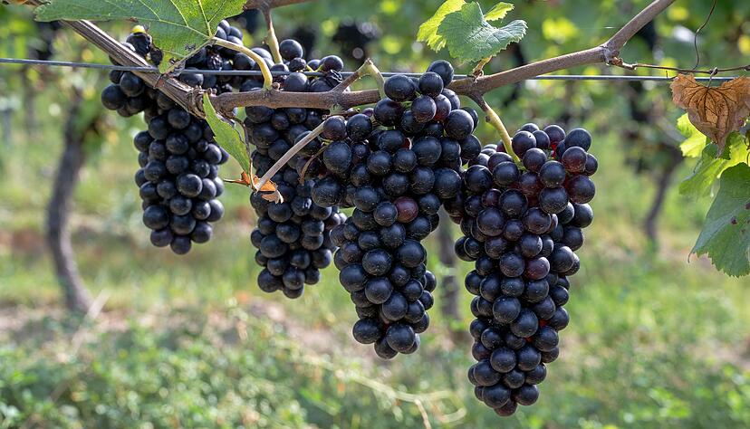 Deutscher Sp&auml;tburgunder punktet auch mit dem Preis-Leistungs-Verh&auml;ltnis. (Archivbild)