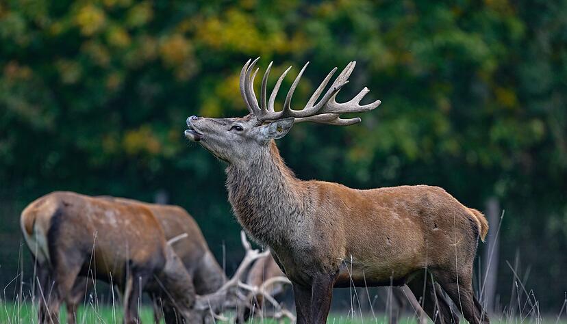 Oder macht der gro&szlig;e Rothirsch mit seinem imposanten Geweih das Rennen?