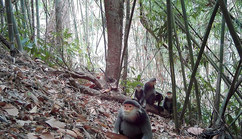 Kleideraffen gelten als einige der sch&ouml;nsten Primaten der Welt - aber sie sind extrem selten.