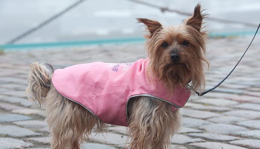 Schützt bei Regen und Kälte: Bei kurzbeinigen Rassen kann ein Wintermantel für Wuffi sinnvoll sein. Schützt bei Regen und Kälte: Bei kurzbeinigen Rassen kann ein Wintermantel für Wuffi sinnvoll sein.