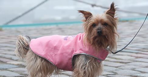Schützt bei Regen und Kälte: Bei kurzbeinigen Rassen kann ein Wintermantel für Wuffi sinnvoll sein.