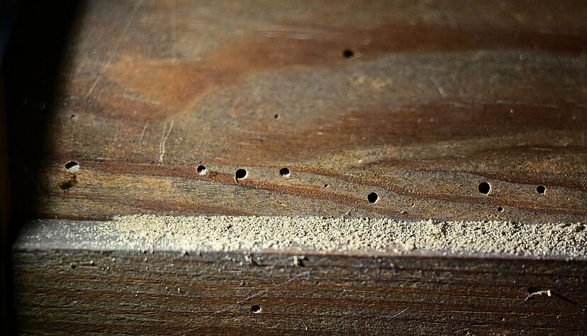 Ist da der Wurm drin? Prüfen Sie gebrauchte Holzmöbel auf kleine Löcher. Sonst holen Sie sich womöglich unerwünschte Insekten nach Hause. Ist da der Wurm drin? Prüfen Sie gebrauchte Holzmöbel auf kleine Löcher. Sonst holen Sie sich womöglich unerwünschte Insekten nach Hause.