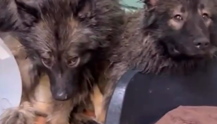 16 v&ouml;llig verwahrloste und kotverschmutzte Wolfsspitze wurden vom Hohenloher Veterin&auml;ramt aus einem Haus im n&ouml;rdlichen Hohenlohekreis befreit.