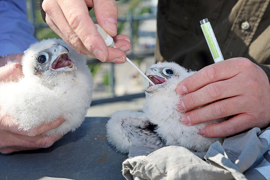 Mit dem St&auml;bchen werden die Wanderfalken auf Vogelgrippe untersucht.