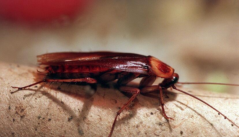 In Altenburg k&ouml;nnen Patenschaften f&uuml;r Kakerlaken &uuml;bernommen werden. (Archivbild)